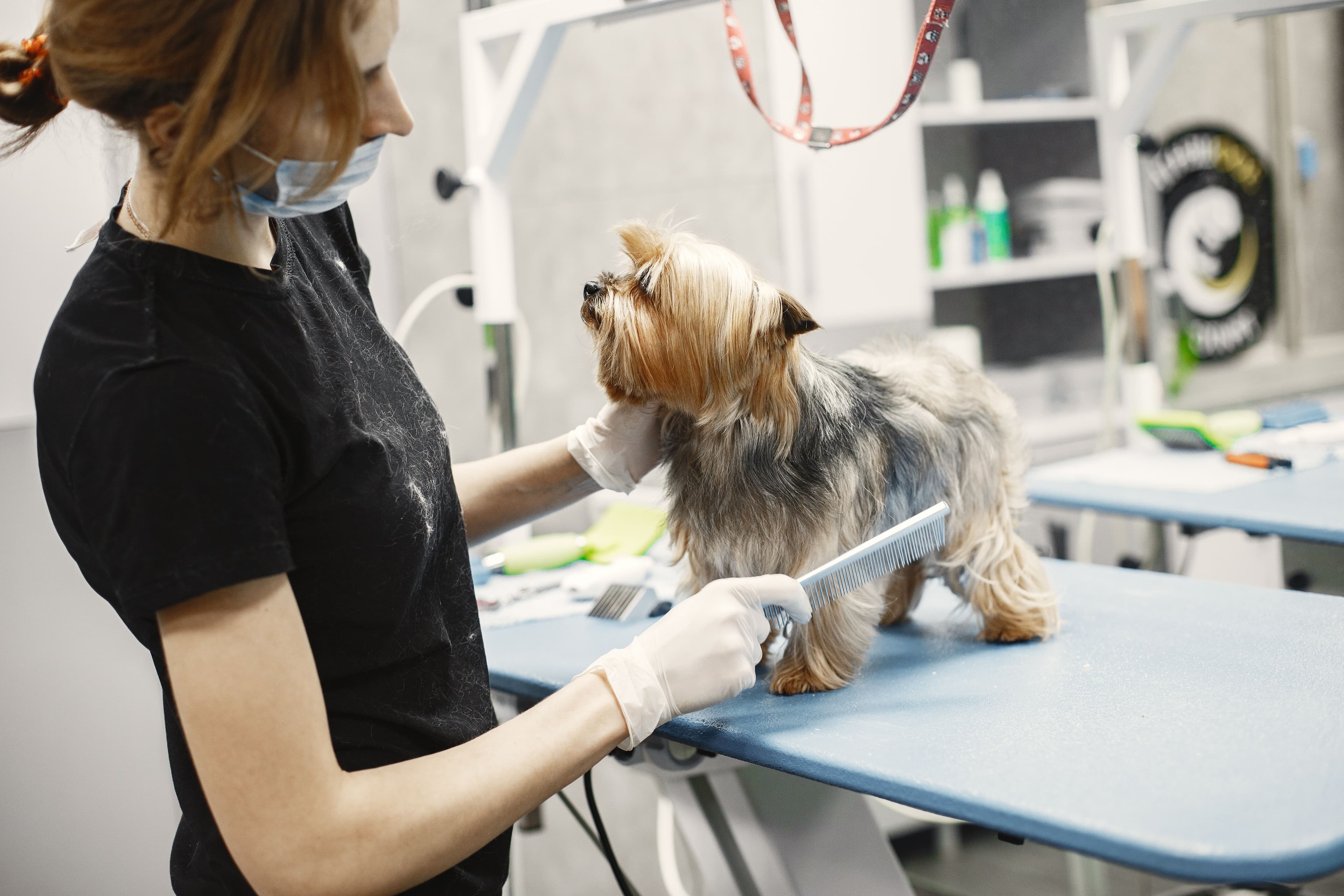 A dog groomer in a black t-shirt, surgical mask, and white gloves combs a Yorkshire Terrier standing on a blue grooming table in a professional grooming salon.